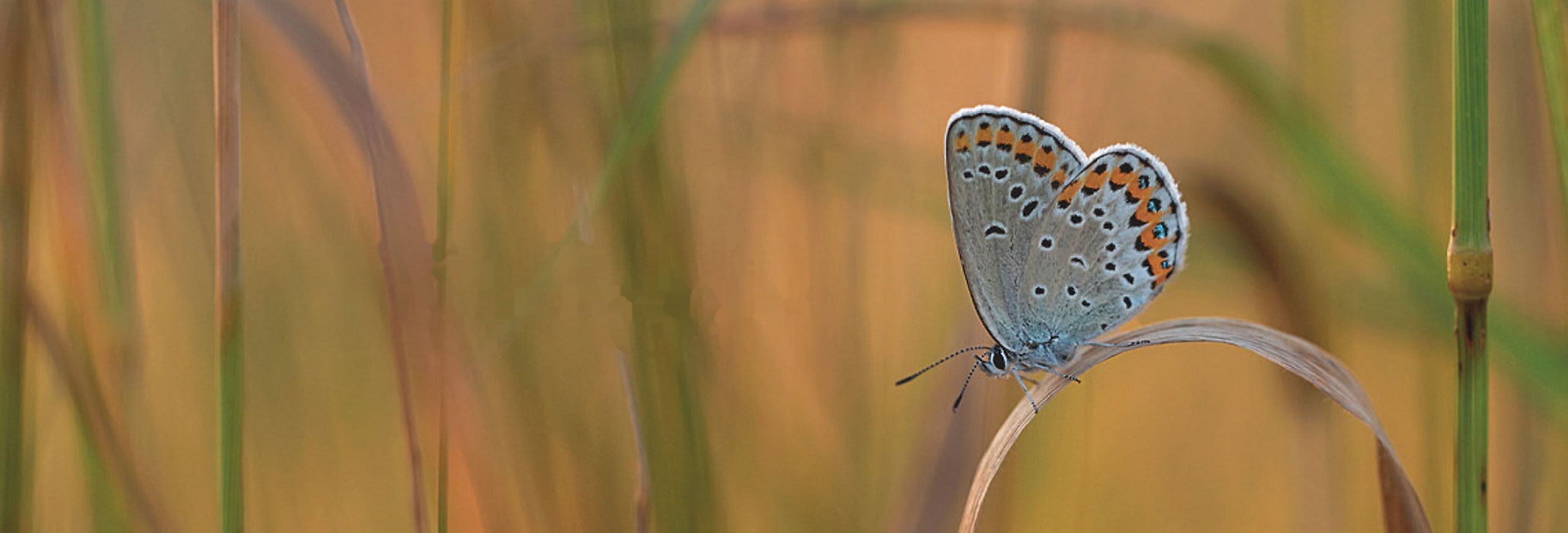Ein Schmetterling auf einem Grashalm im Abendlicht